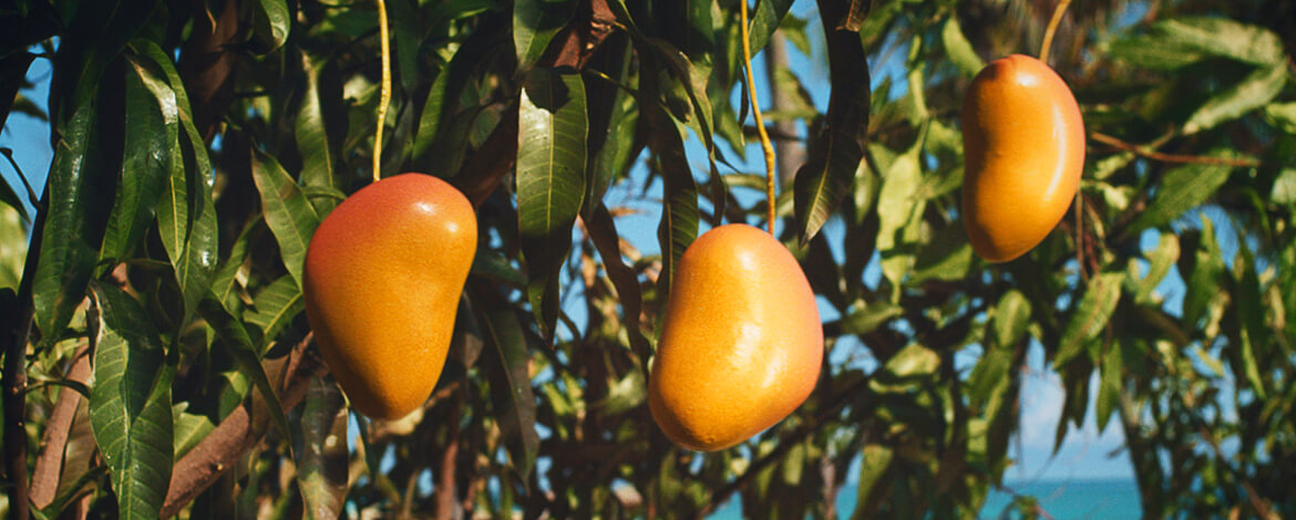 Rubicon Talking Mangoes